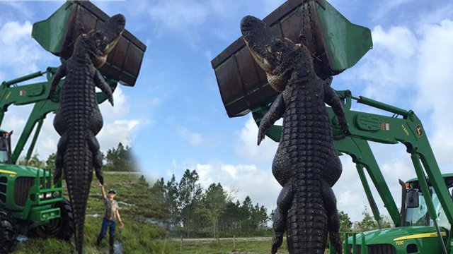 7.5 metrelik dev timsah yakalandı