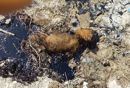 Zifte yapışan yavru köpeği itfaiye kurtardı