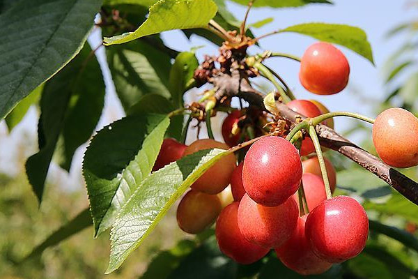 Sezonun ilk kirazı kilosu 125 liradan satıldı