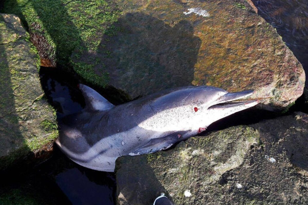 Ordu'da ölü yunus kıyıya vurdu