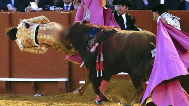 Matador boğanın hışmına uğradı