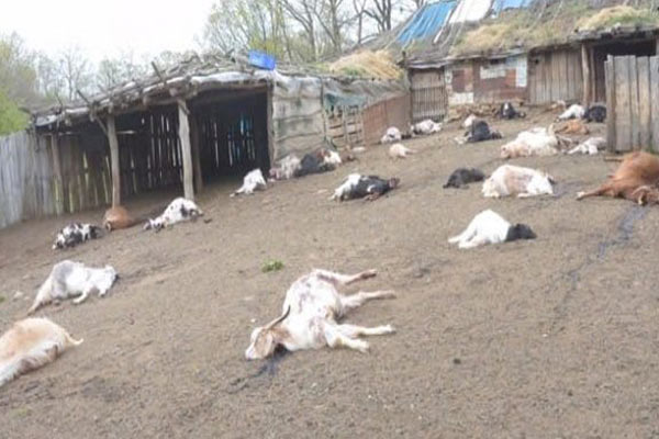 Babası ile tartıştı, hayvanlarını telef etti