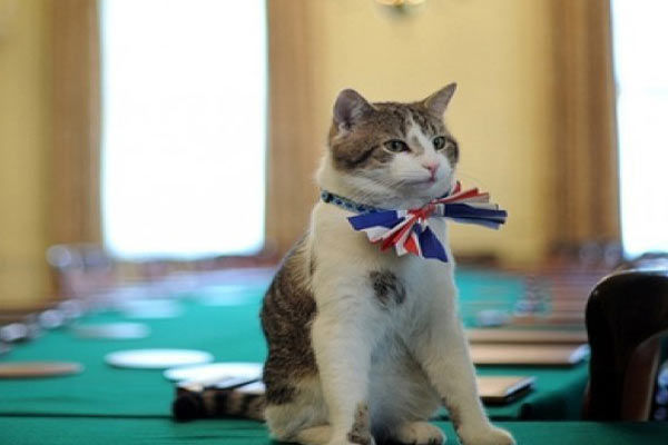 İngiltere Dışişleri Bakanlığı 'kedi kadrosu' açtı