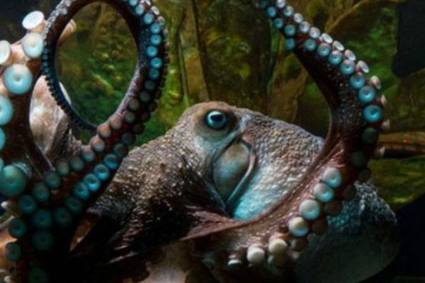 Ahtapot akvaryumdan kaçtı