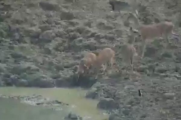 Piton, su içen geyiği acımasızca avladı
