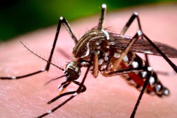 Yemen'de dang humması ve malarya 60 can aldı