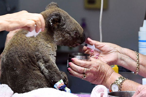 Avustralya'da yangından kurtarılan koala öldü