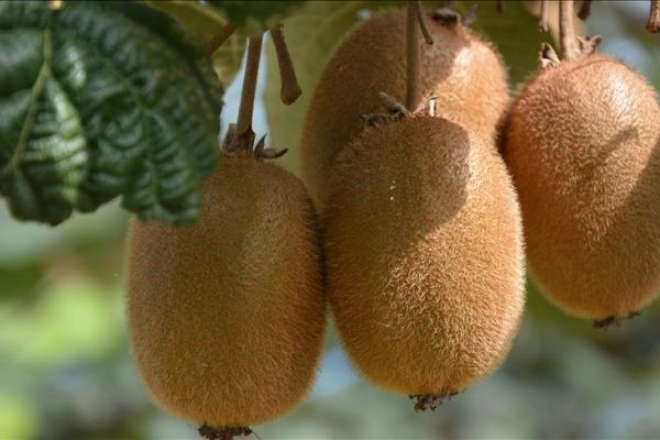 Kivi meyvesinden Ordu ekonomisine 30 milyon liralık katkı