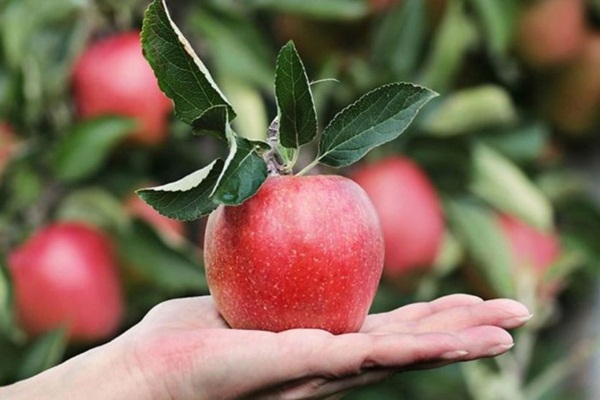 Amerika'da 'Kozmik Kütür' satışta