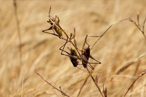 Çöl çekirgeleri Afrika Boynuzu'nu istila etti