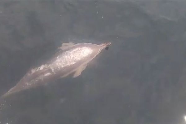 Marmara Denizi'ndeki yunus balıkları tekneye eşlik etti