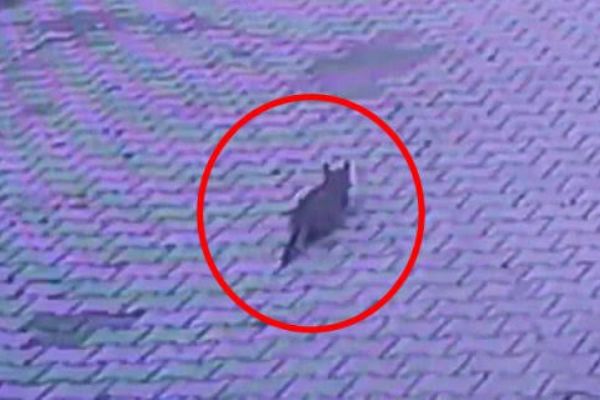 Vicdansız sürücü yavru kediyi ezip kaçtı