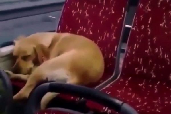 Otobüs şoföründen insanlık dersi!