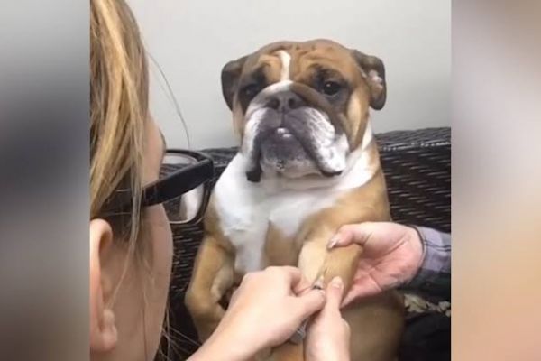 İğne yapılırken aşırı sakin olan köpek