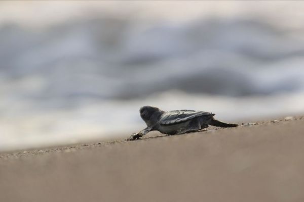 Bu yıl 537 bin 424 yavru kaplumbağa denizle buluştu