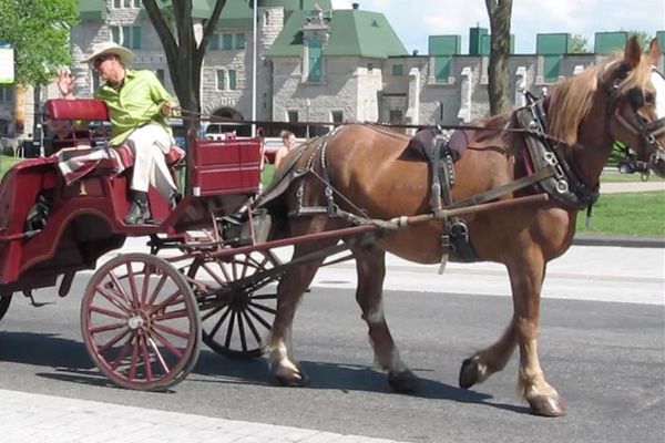 Adalar'da fayton kullanımı durduruldu!