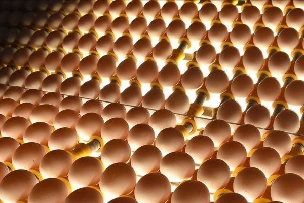 Yumurta üreticileri Arap pazarına yöneldi