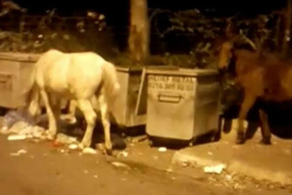 Görüntüler yürek sızlattı: Büyükada'da atlar çöpte yemek arıyor