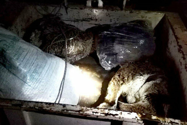 Yasaklı hayvanı avlayan baba ve oğluna 50 bin lira ceza