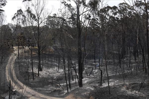 Avustralya'da yangından kaçan binlerce kişi deniz kenarlarına sığındı