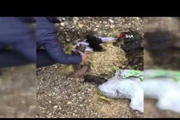 Anne Köpeği Öldürüp Yeni Doğan Yavruları Çuval İçerisinde Ölüme terk edildi