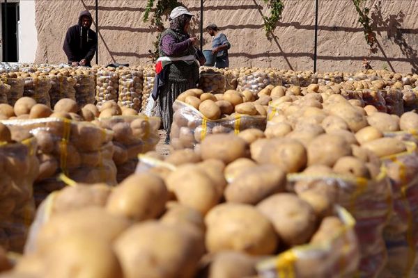 Kuru soğan ve patateste hem üretim hem ticaret arttı