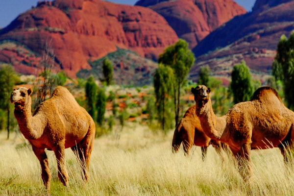 Avustralya'da 10 bin deve helikopterlerden vurularak öldürülecek
