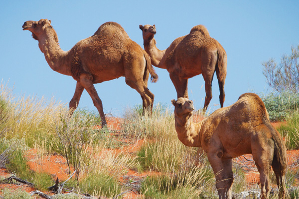 Avustralya'nın helikopterlerden vurarak itlaf edeceği develer konusunda İHH harekete geçti