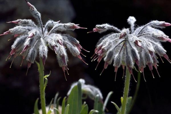 Denizli'de yeni bir bitki türü keşfedildi