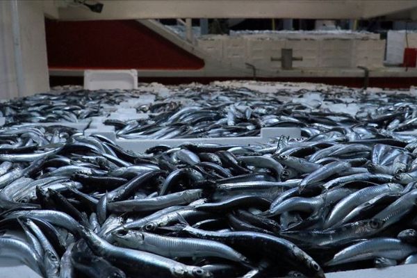 Karadeniz'de hamsi bereketi