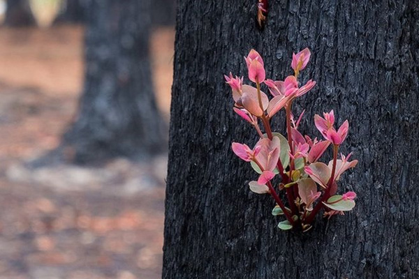 Avustralya'da kül olan yerlerde bitkiler yeniden çıkıyor