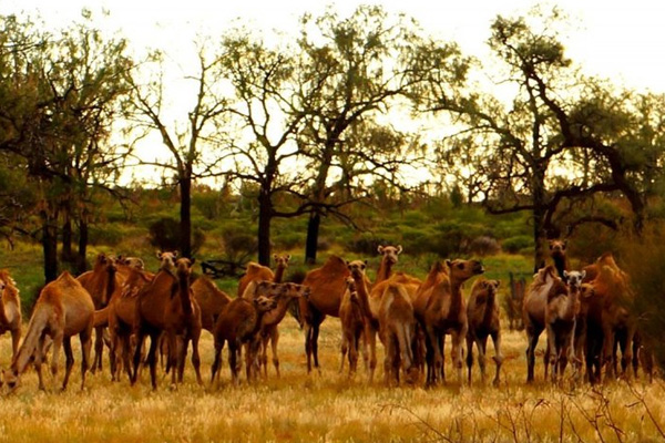 Avustralya'da şu ana kadar 5 bin deve helikopterlerden vurularak öldürüldü