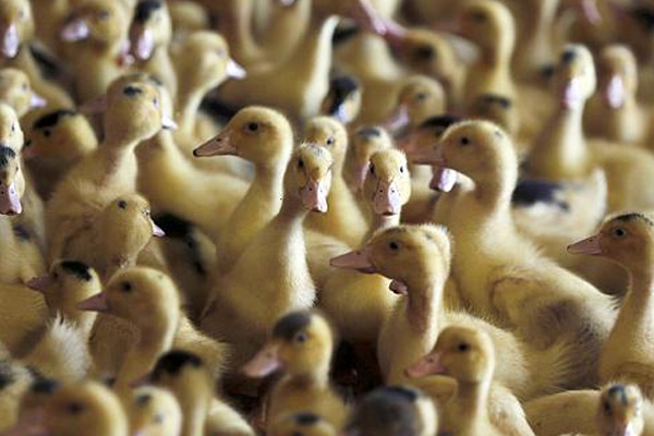 Macaristan'da kuş gribi nedeniyle 115 bin ördek itlaf edildi