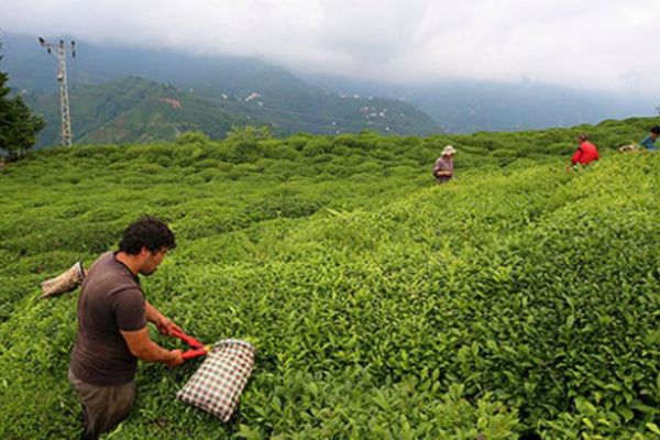 Türk çayı 2019 yılında 15 milyon dolar kar ettirdi