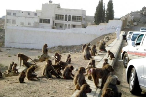 Babun Maymunları, Suudilerin evlerini istila etti