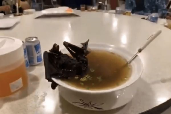 Çin'de yayılan virüsün sebebi yarasa çorbası mı?