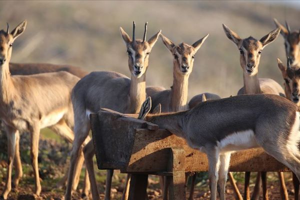 Hatay'da 'gazella gazella' popülasyonunda artış