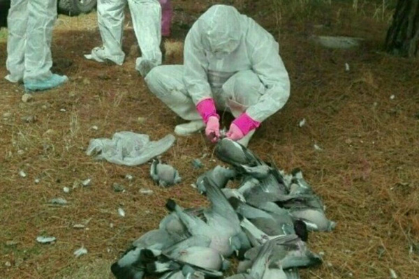 İran'da 6 bin göçmen kuş öldü