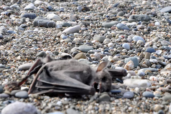 Antalya'daki yarasa ölüleri vatandaşları korkuttu