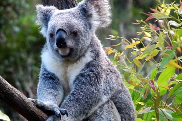 Avustralya'da koalalar dozerlerle katledildi