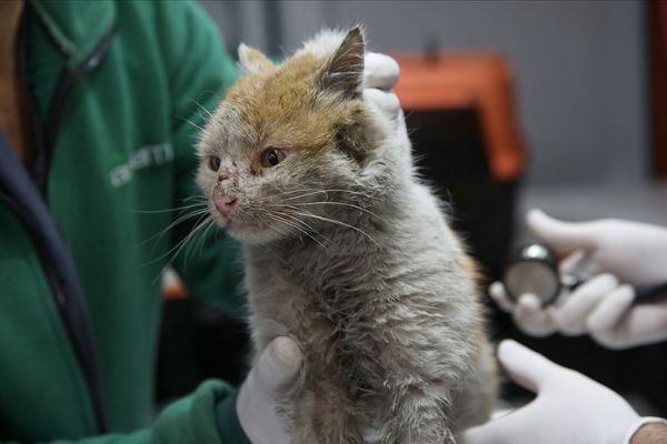 Enkaz altından çıkarılan kedi 'Toros'a belediyede bakılıyor