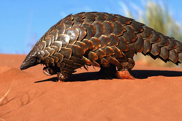 Bilim insanlarından yeni iddia: Koronavirüs pangolinlerden bulaşmış olabilir