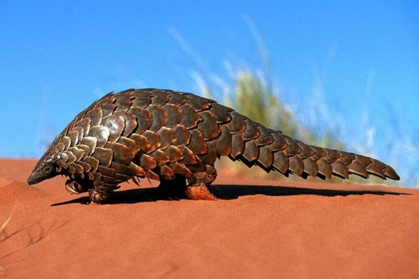 Pangolin nedir?