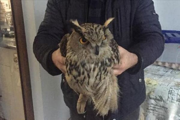 Diyarbakır'da köylünün bulduğu yaralı puhu kuşu tedaviye alındı