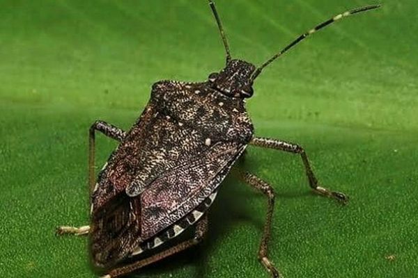 Kahverengi kokarca böceği paniği yaşanıyor. Nasıl mücadele edilir?.