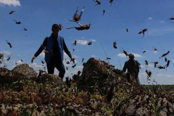 BM'den korkutan çekirge istilası uyarısı