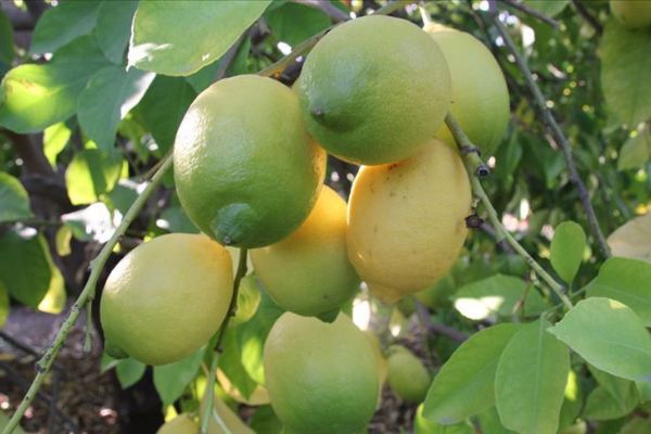 Limonda verim düştü fiyat arttı