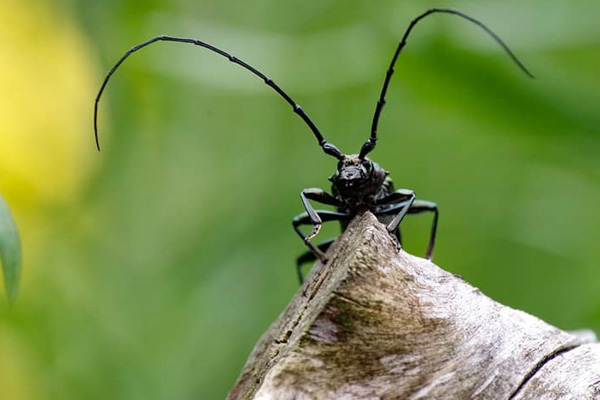 İnsanlığa uyarı: Böcekleri öldürmekten vazgeçin