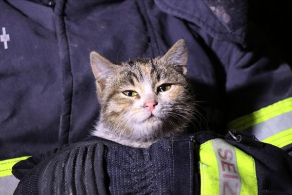 İtfaiye ekipleri yanan evden yavru kediyi kurtardı