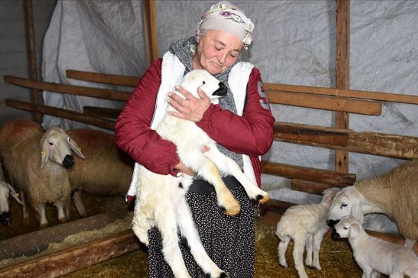 Kadın girişimci hibe koyunlarla kendi çiftliğini ve mandırasını kurdu